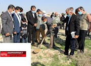    آیین درختکاری به مناسبت روز هوای پاک در برازجان 